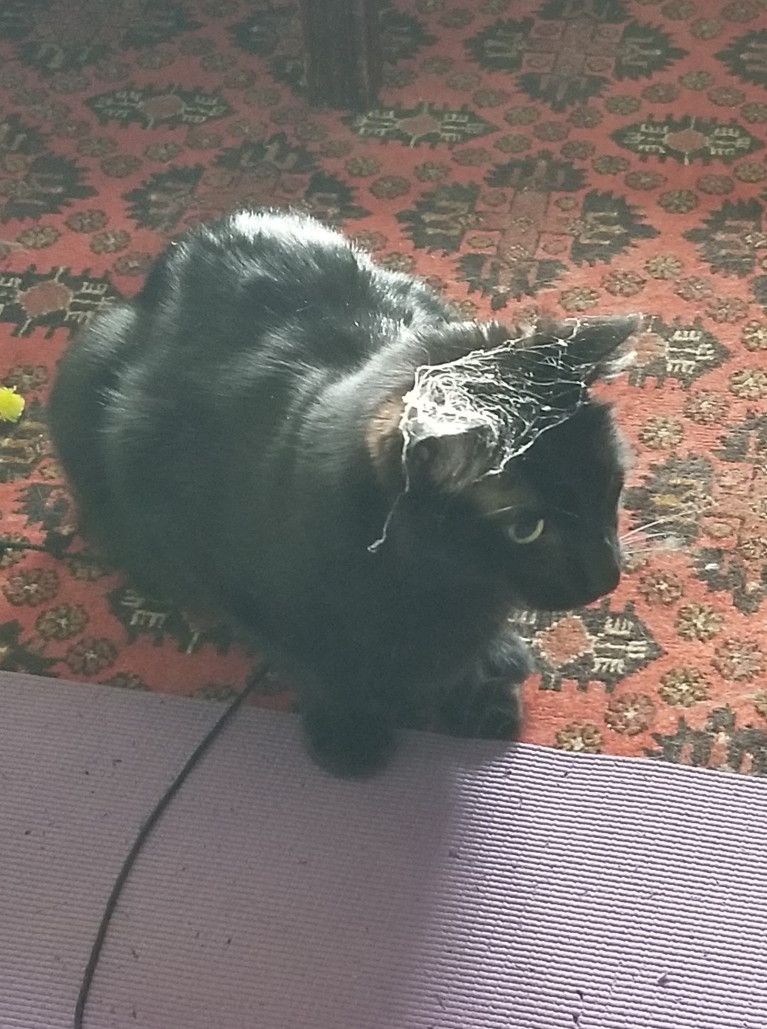 Armie playing