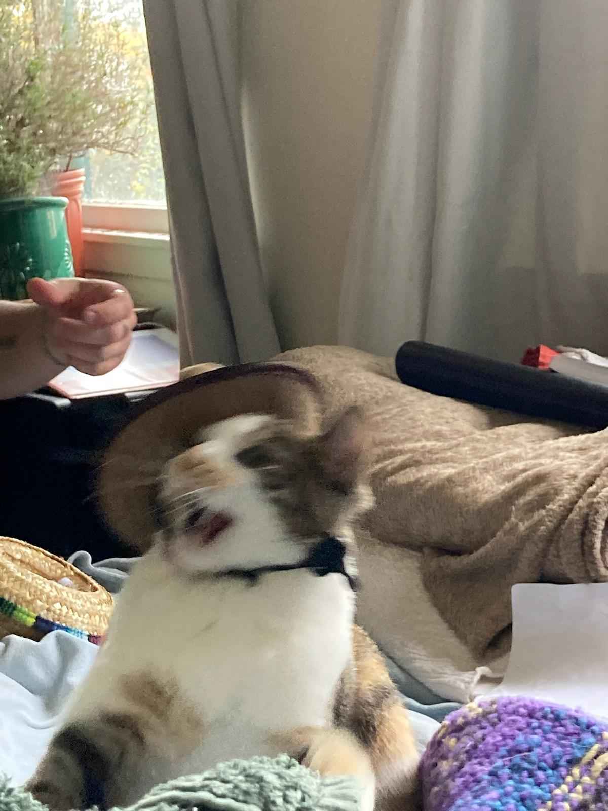Shpink protesting a hat