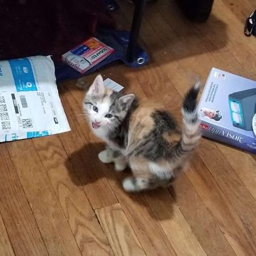 Kitten Shpink yelling
